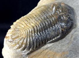 Hollardops mesocristatus (LE MAITRE 1952) - Bild © FossNet FossilienStore